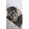 CAJA CAMBIOS NISSAN QASHQAI (J10) K9K EURO 4TL4A113